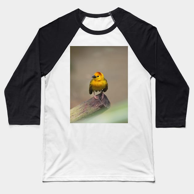 Taveta Golden Weaver Baseball T-Shirt by LeanneAllen